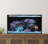 Elevated All in One Aquarium Kit