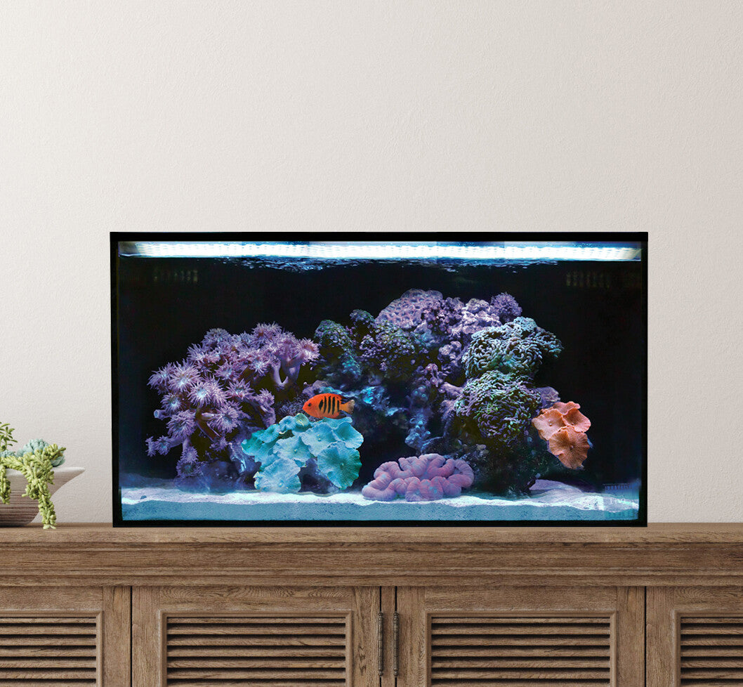Elevated All in One Aquarium Kit