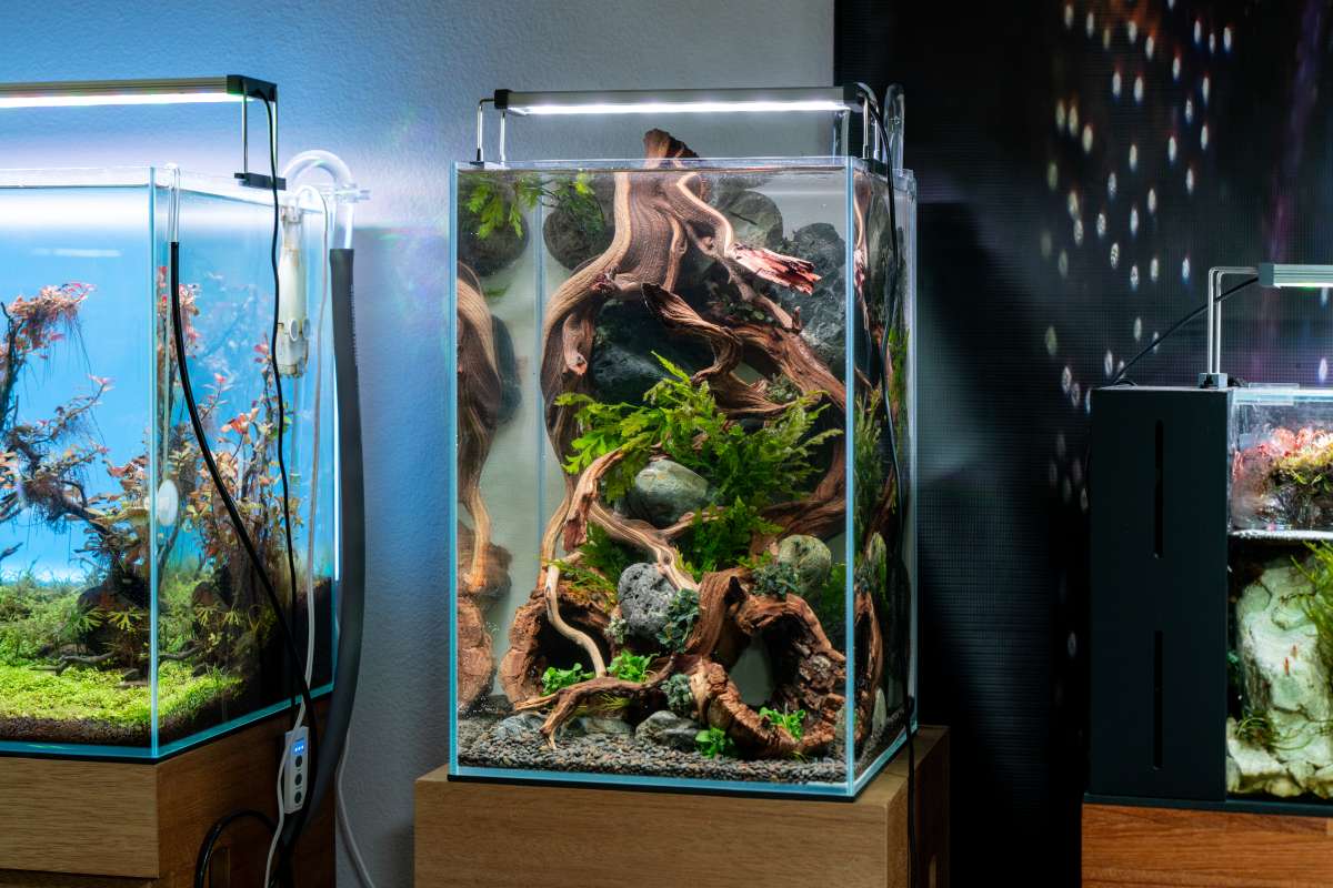 Rimless Tanks