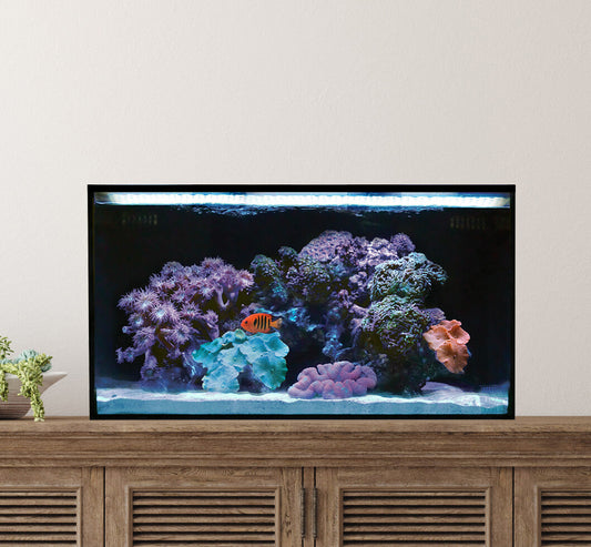 Elevated All in One Aquarium Kit